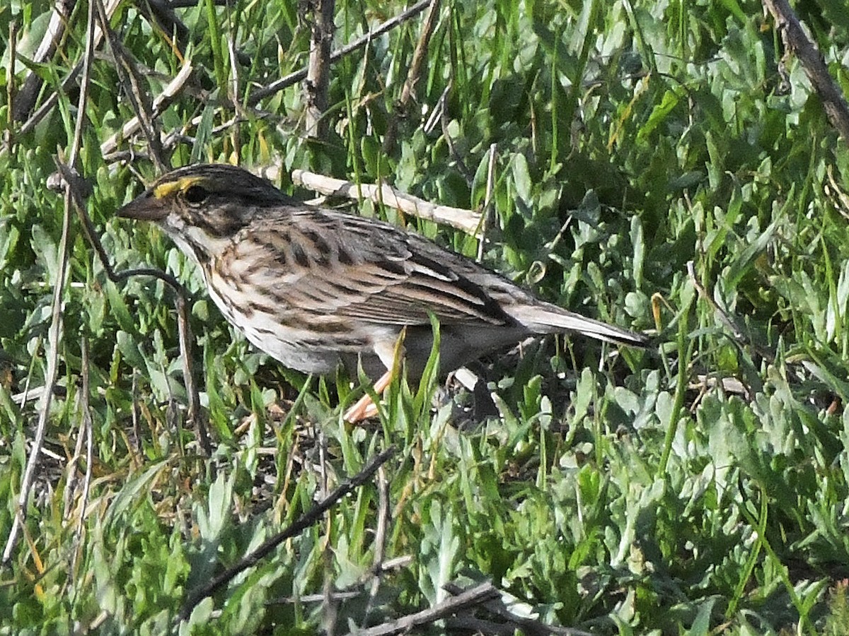 Savannah Sparrow - ML642937434