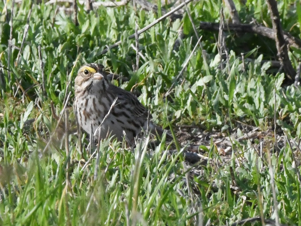 Savannah Sparrow - ML642937435