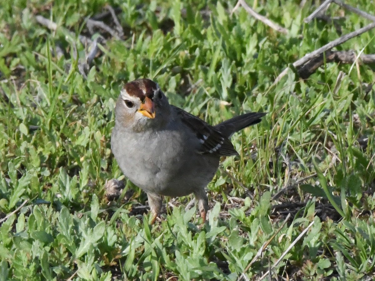 White-crowned Sparrow - ML642937438