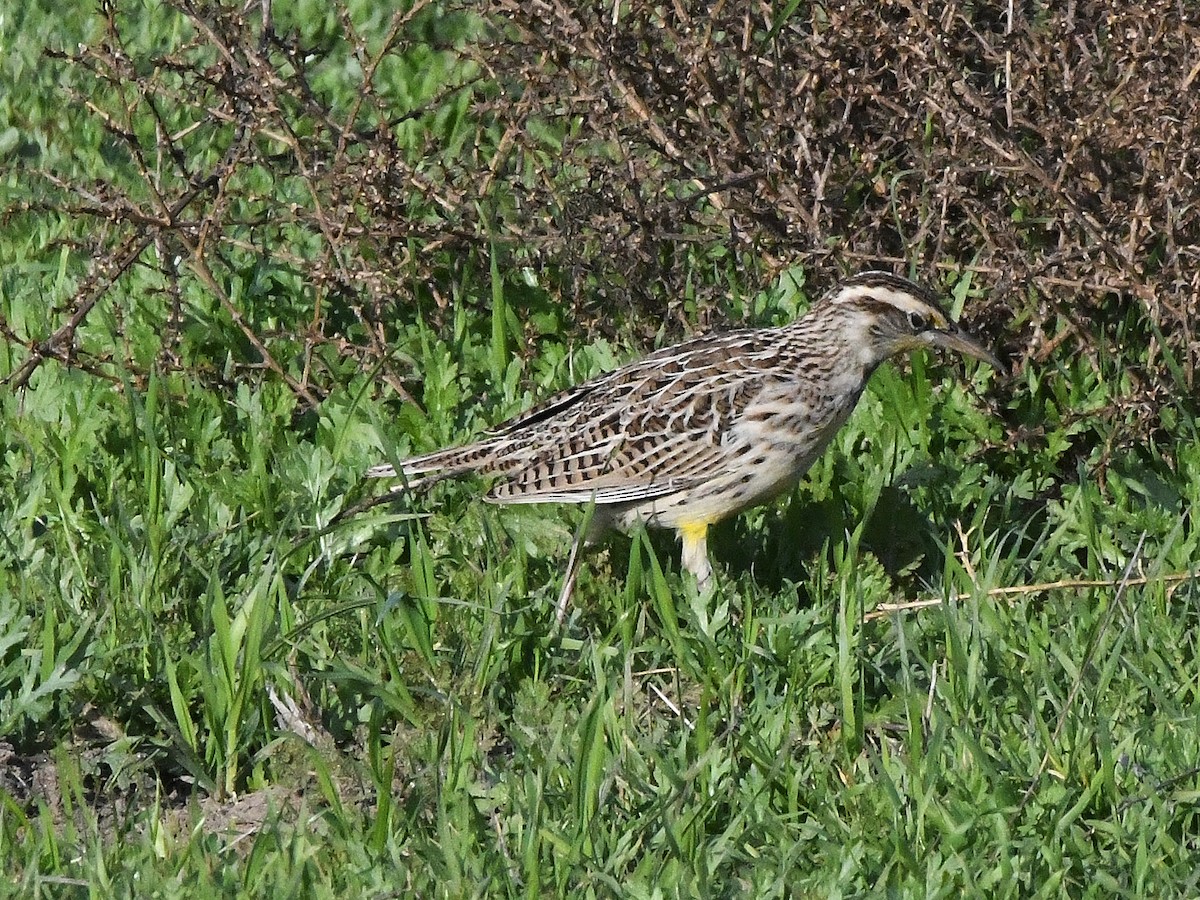 Hegatxabal adarduna - ML642937444