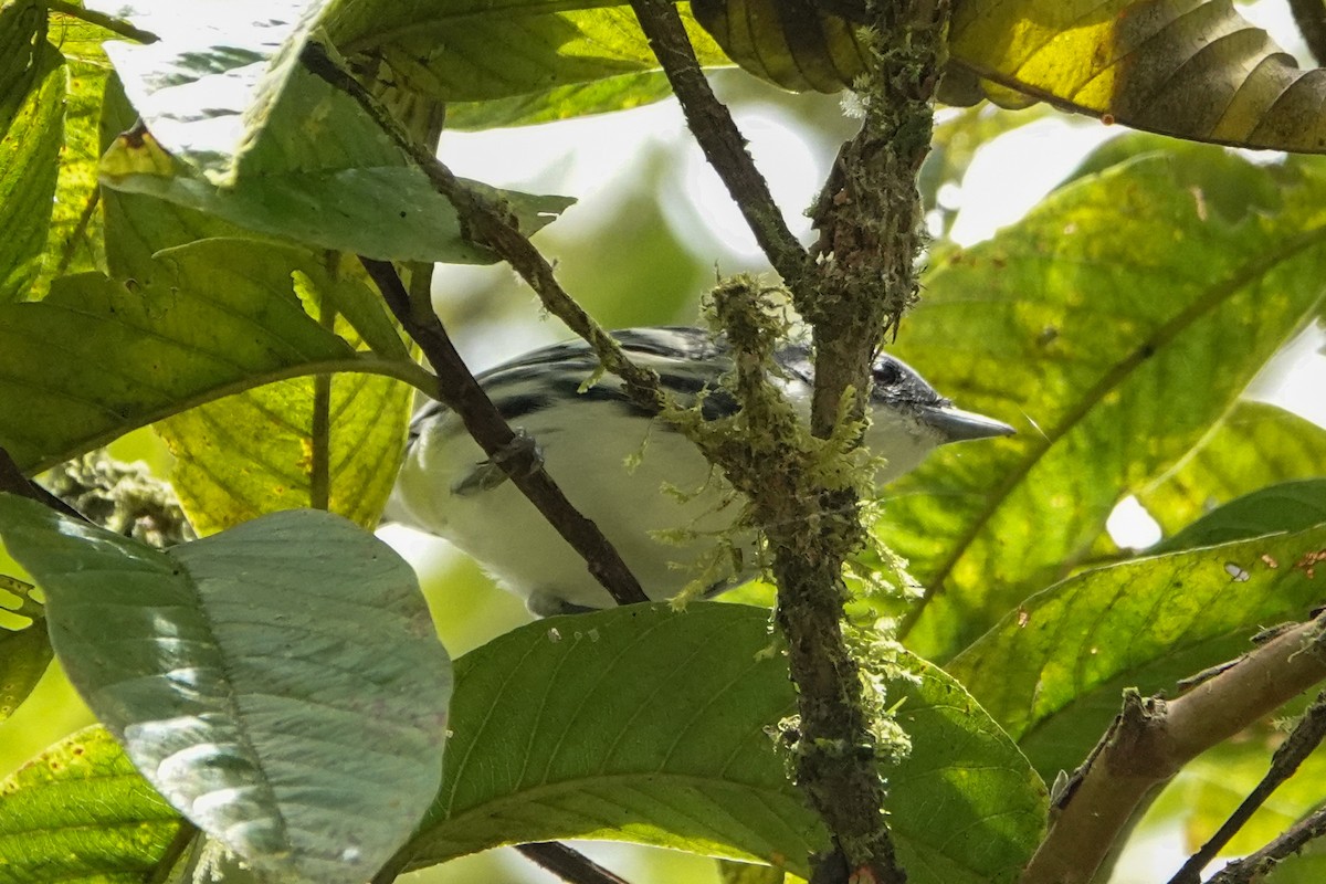 Blackpoll Warbler - ML642937460