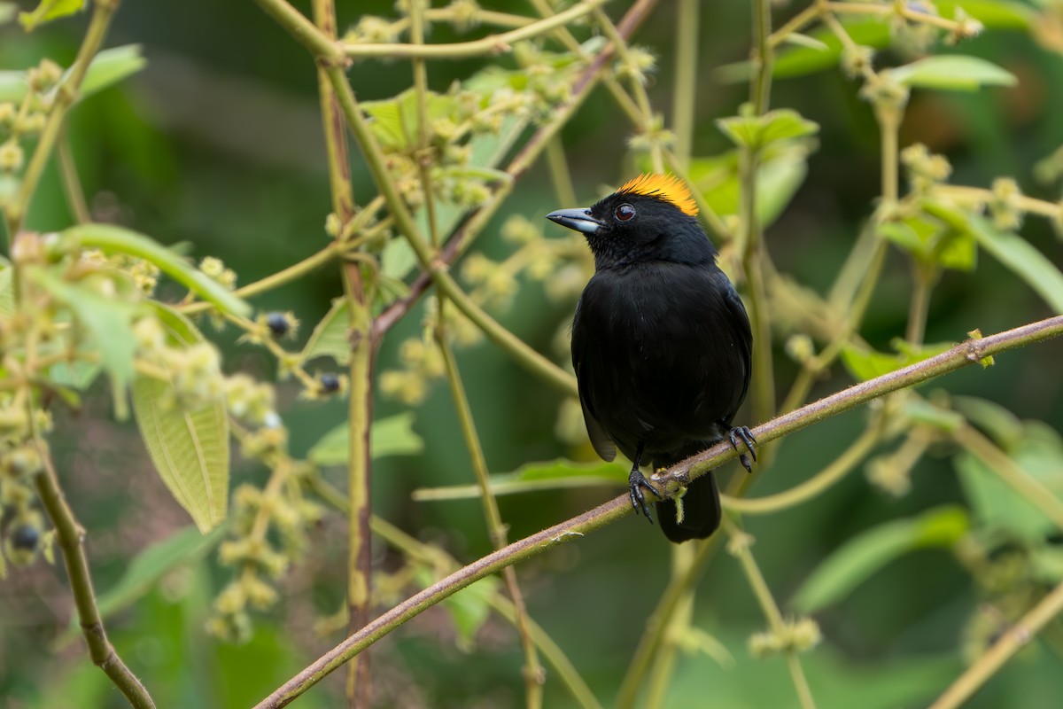 Tawny-crested Tanager - ML642937461