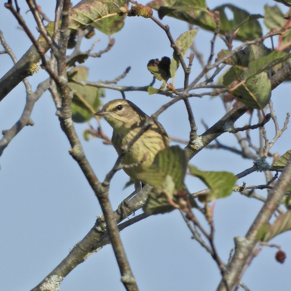 Palm Warbler - ML642937462