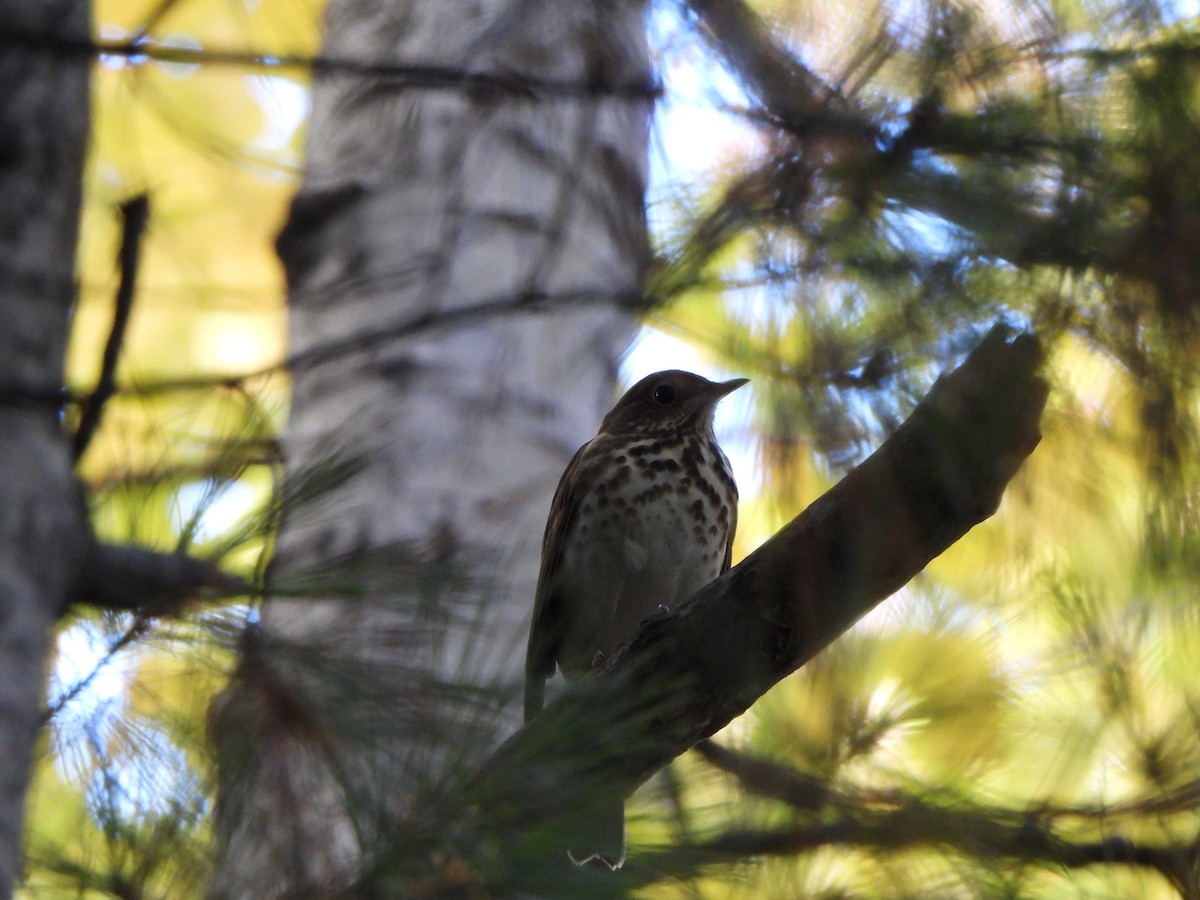 Hermit Thrush - ML642937463