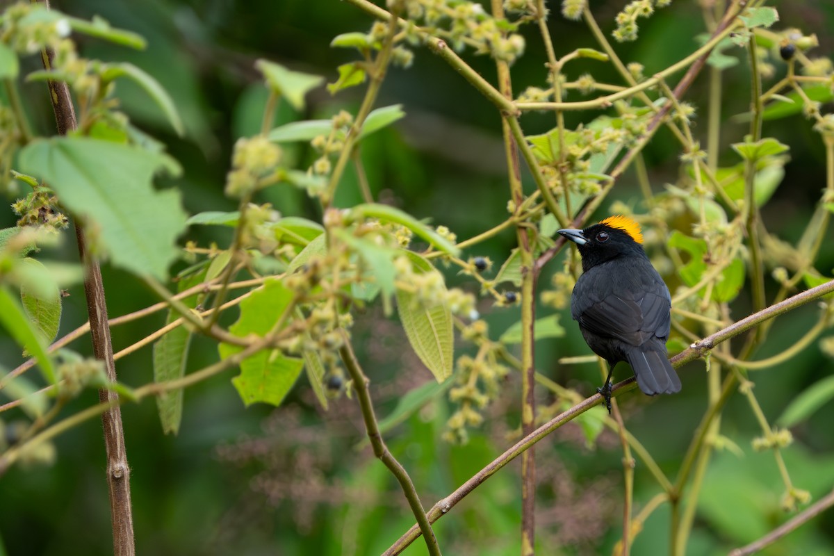 Tawny-crested Tanager - ML642937464