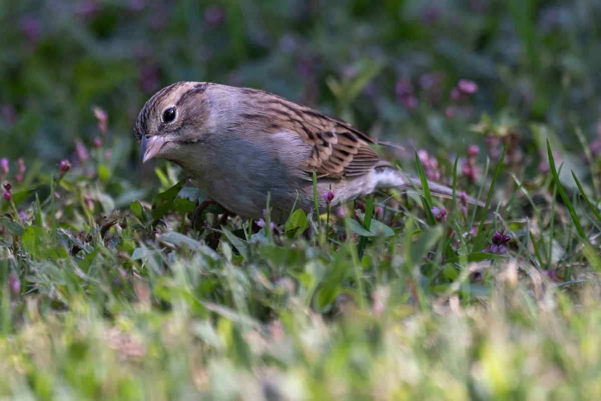 Chipping Sparrow - ML642937465