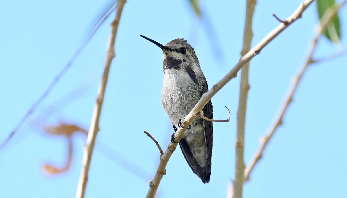 Costa's Hummingbird - ML642937466