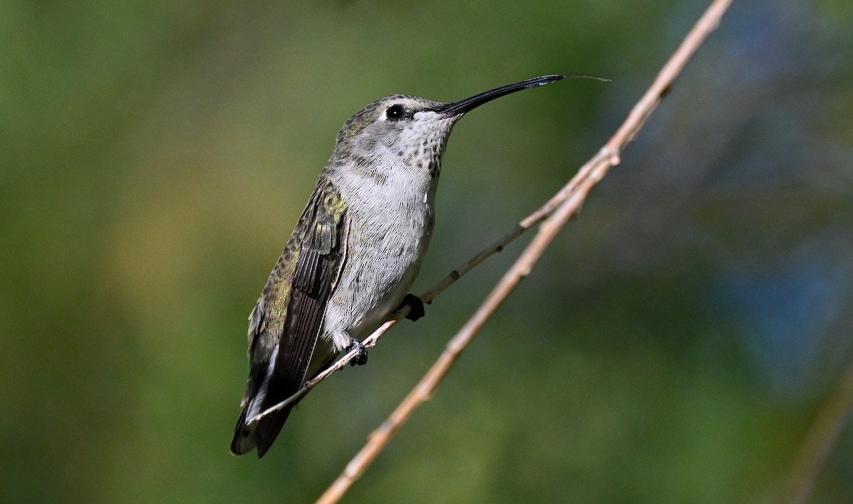 Costa's Hummingbird - ML642937467