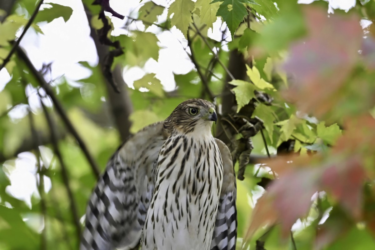Cooper's Hawk - ML642937468