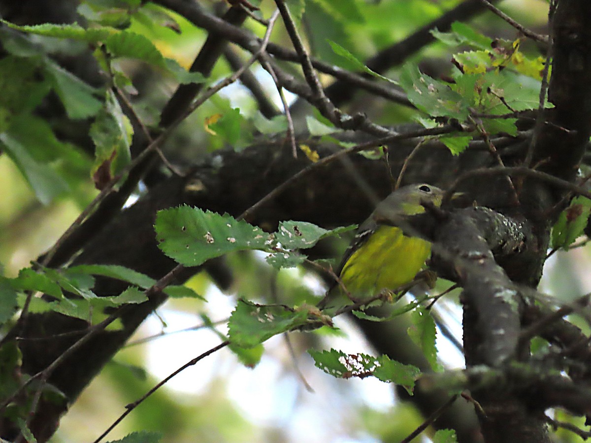 Magnolia Warbler - ML642937469