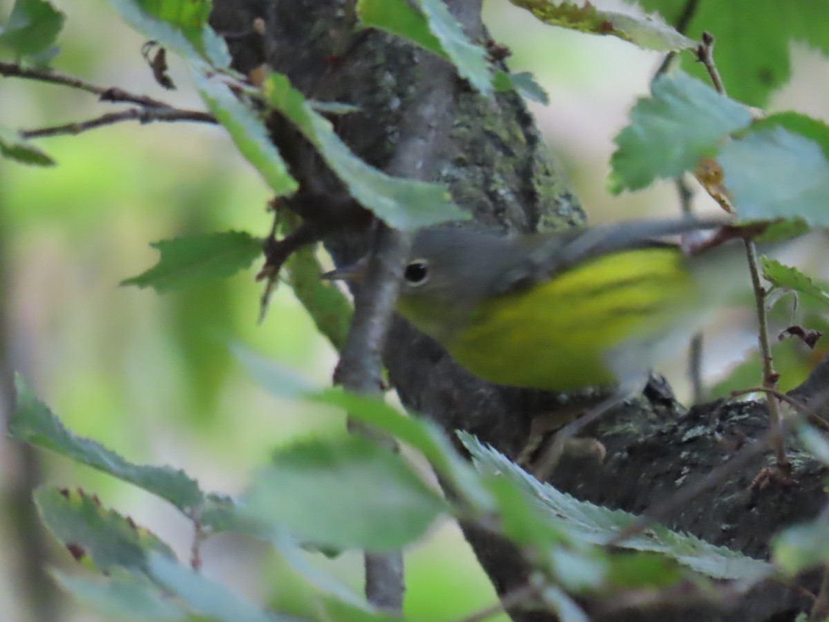Magnolia Warbler - ML642937470