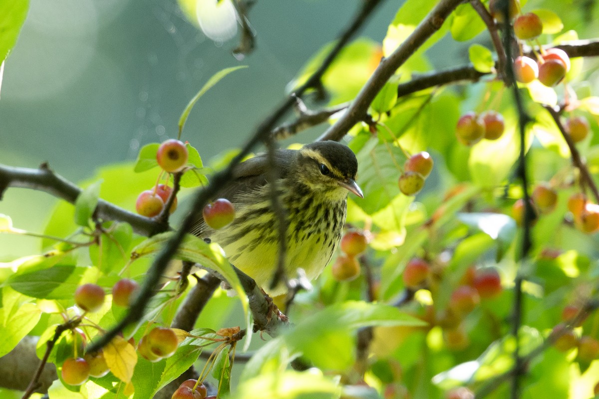 Northern Waterthrush - ML642937471
