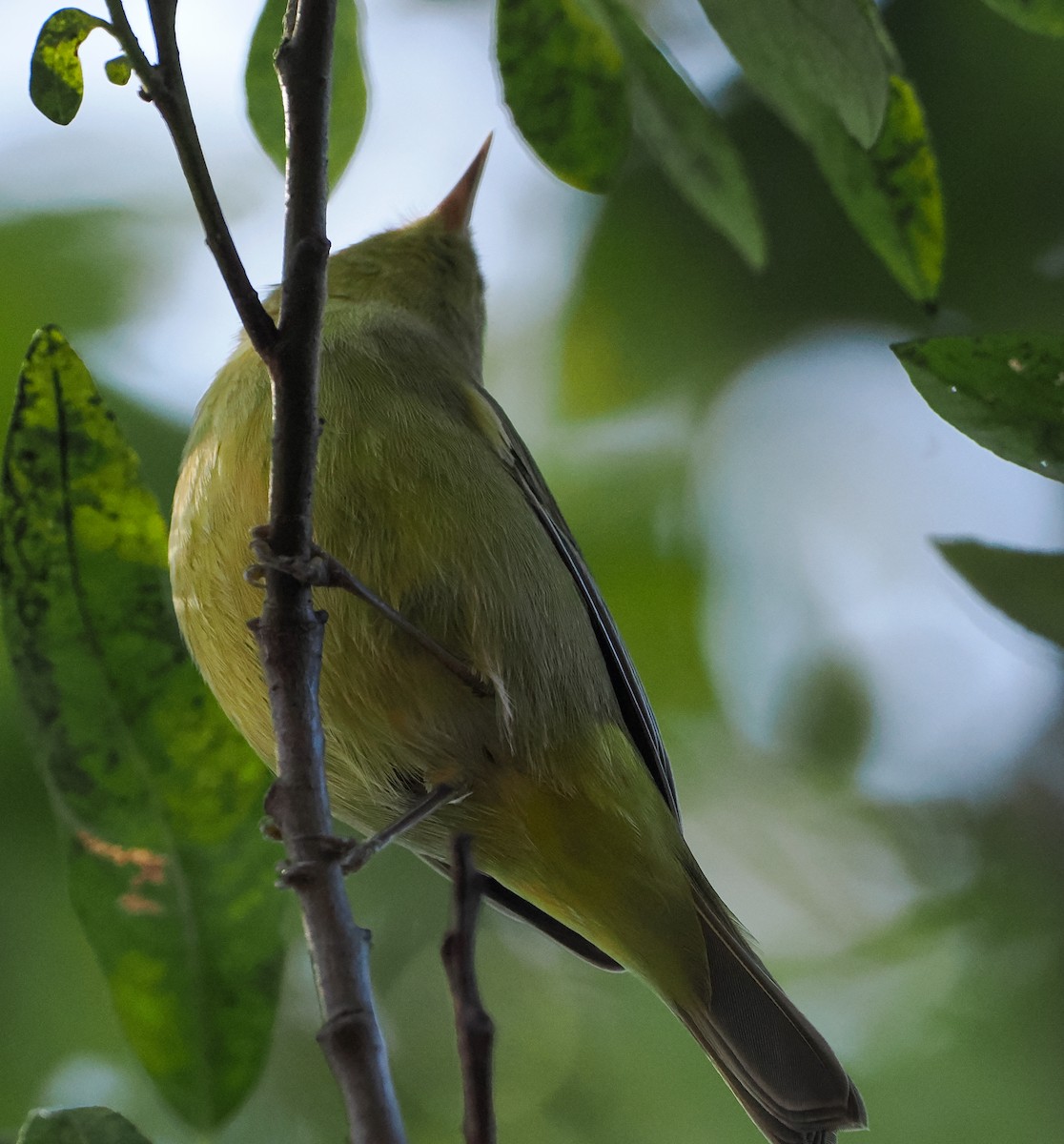 Orange-crowned Warbler - ML642937472