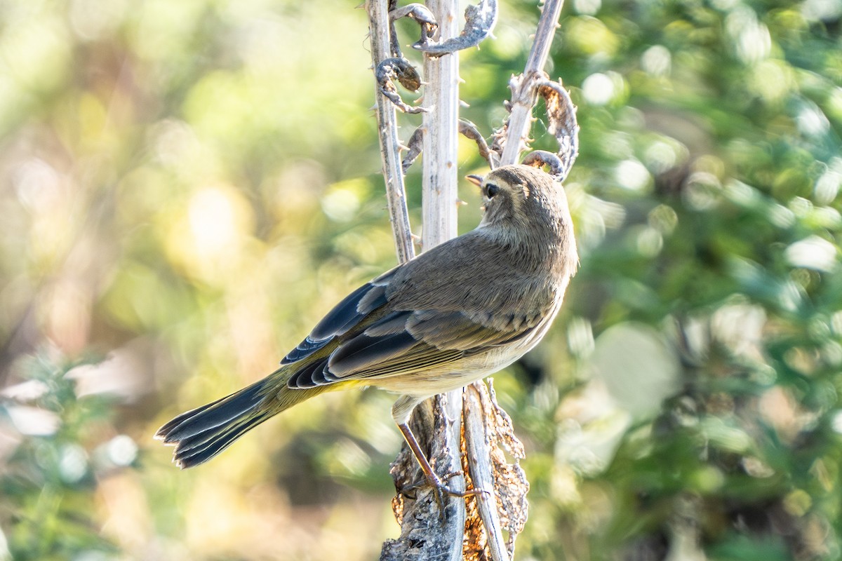 Palm Warbler - ML642937473