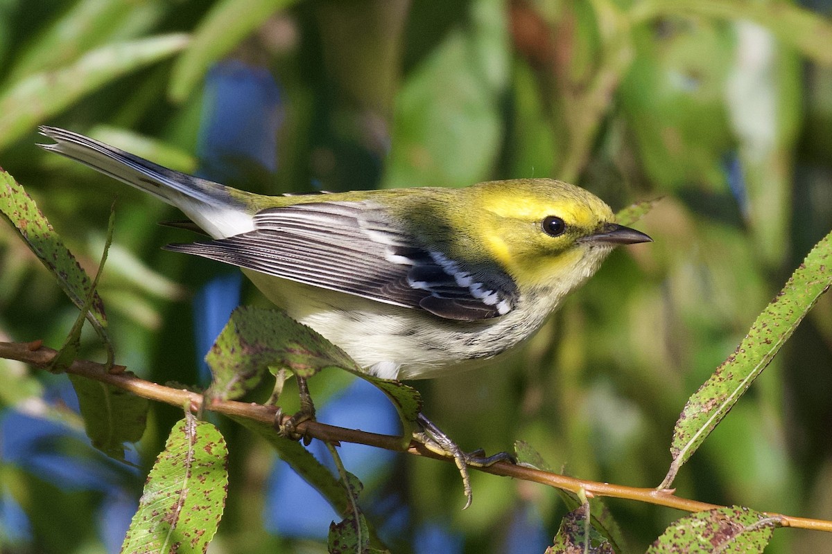 Black-throated Green Warbler - ML642937474