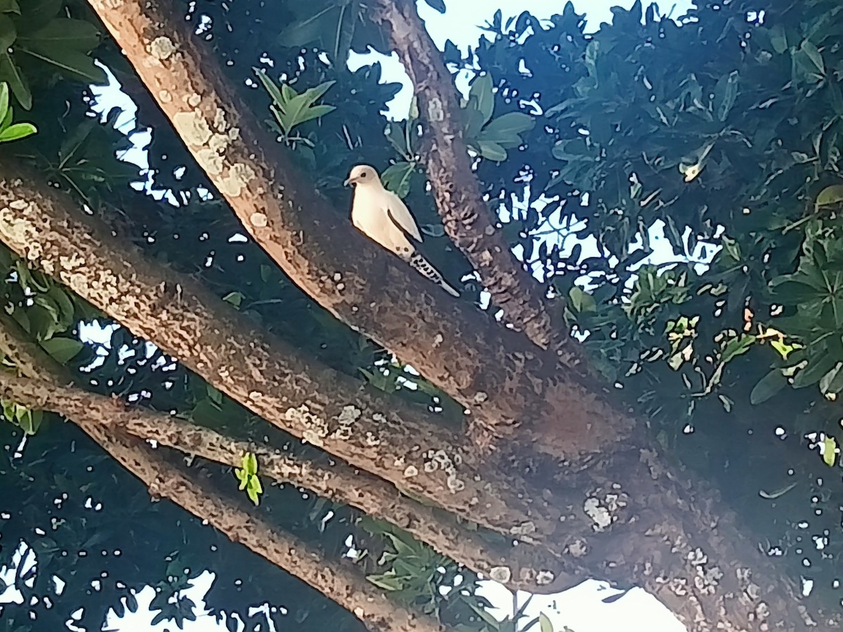 Torresian Imperial-Pigeon - ML642937476