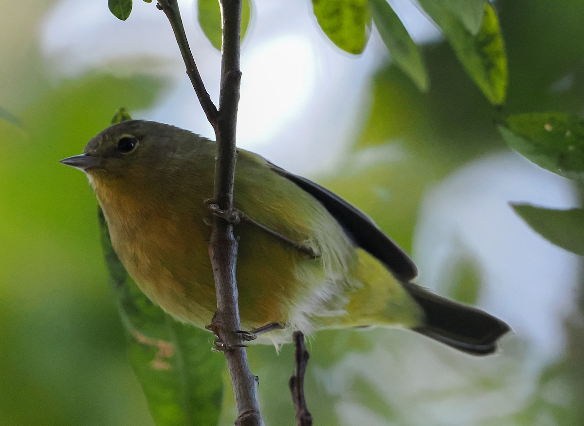 Orange-crowned Warbler - ML642937477