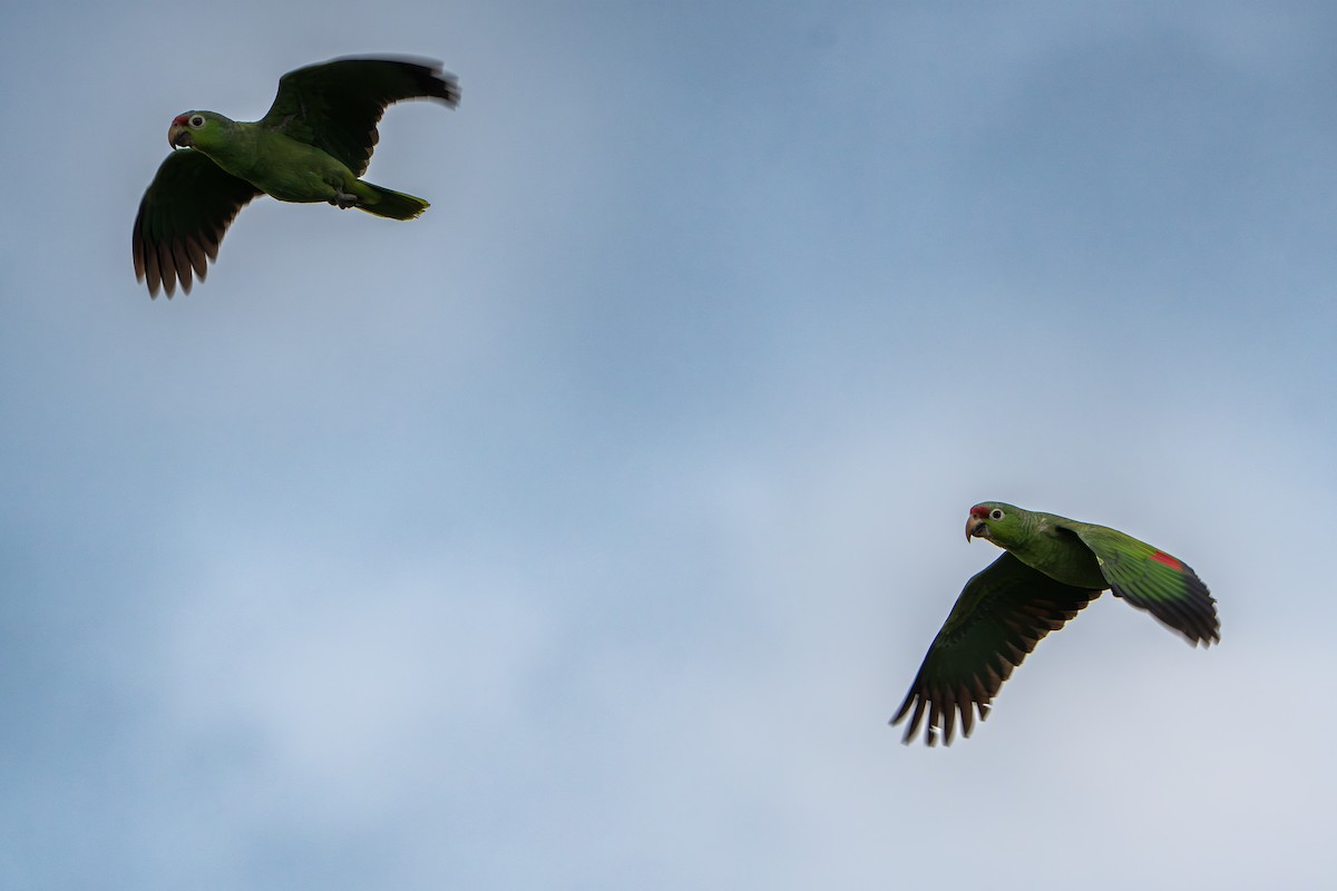 Red-lored Amazon - ML642937483