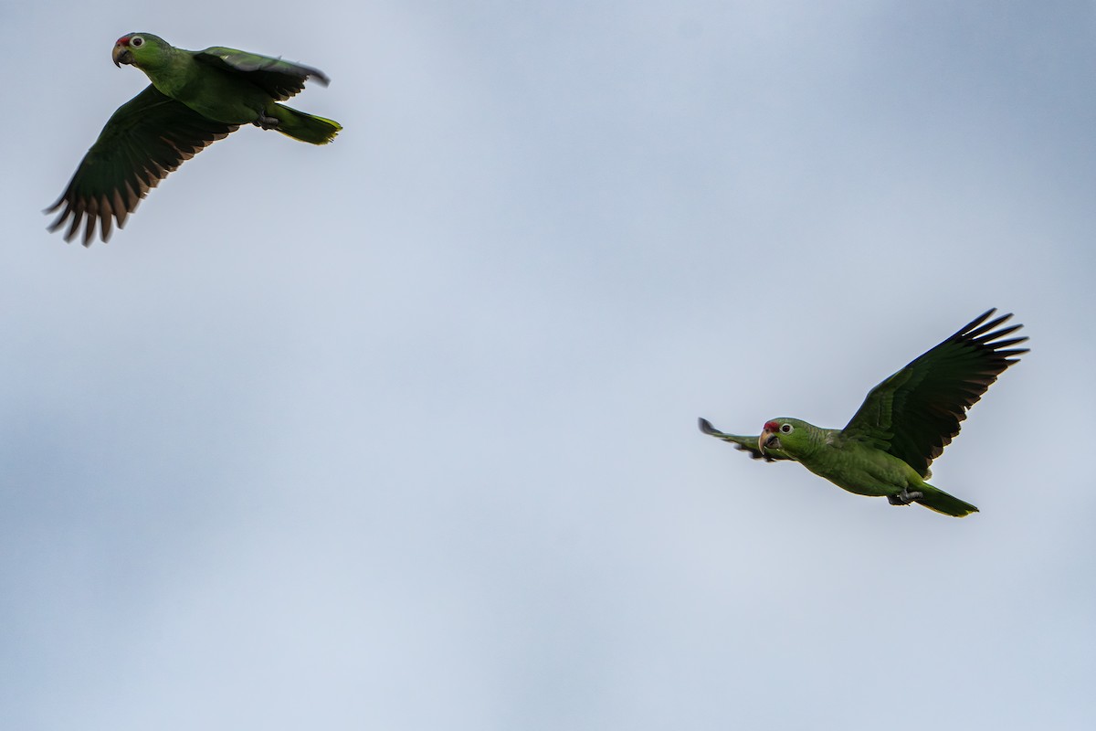 Red-lored Amazon - ML642937484