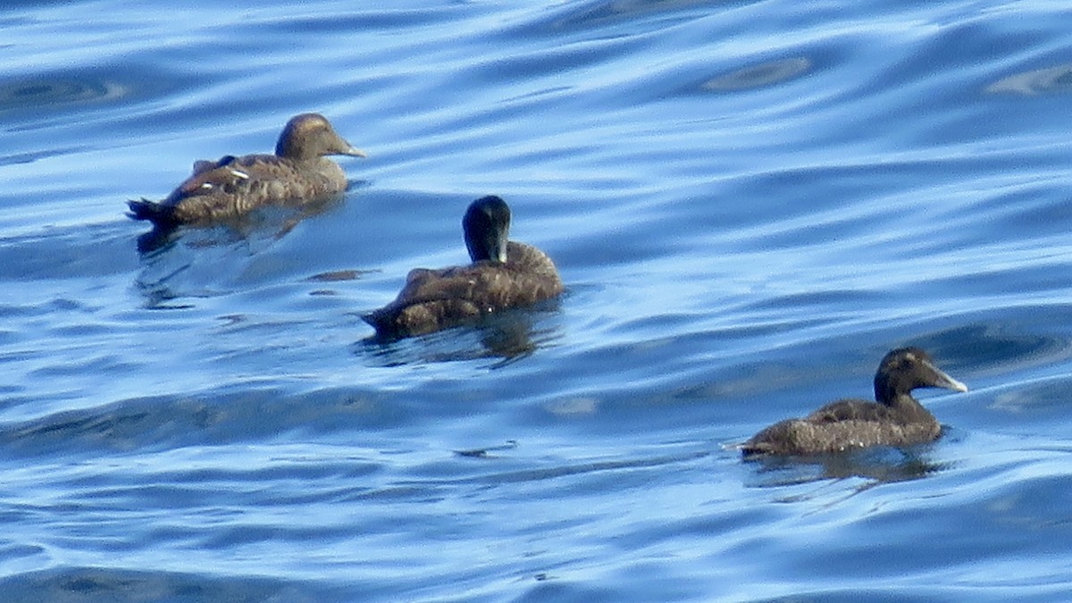 Common Eider - ML642937491