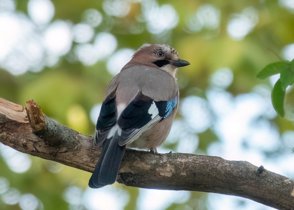 Eurasian Jay - ML642937501