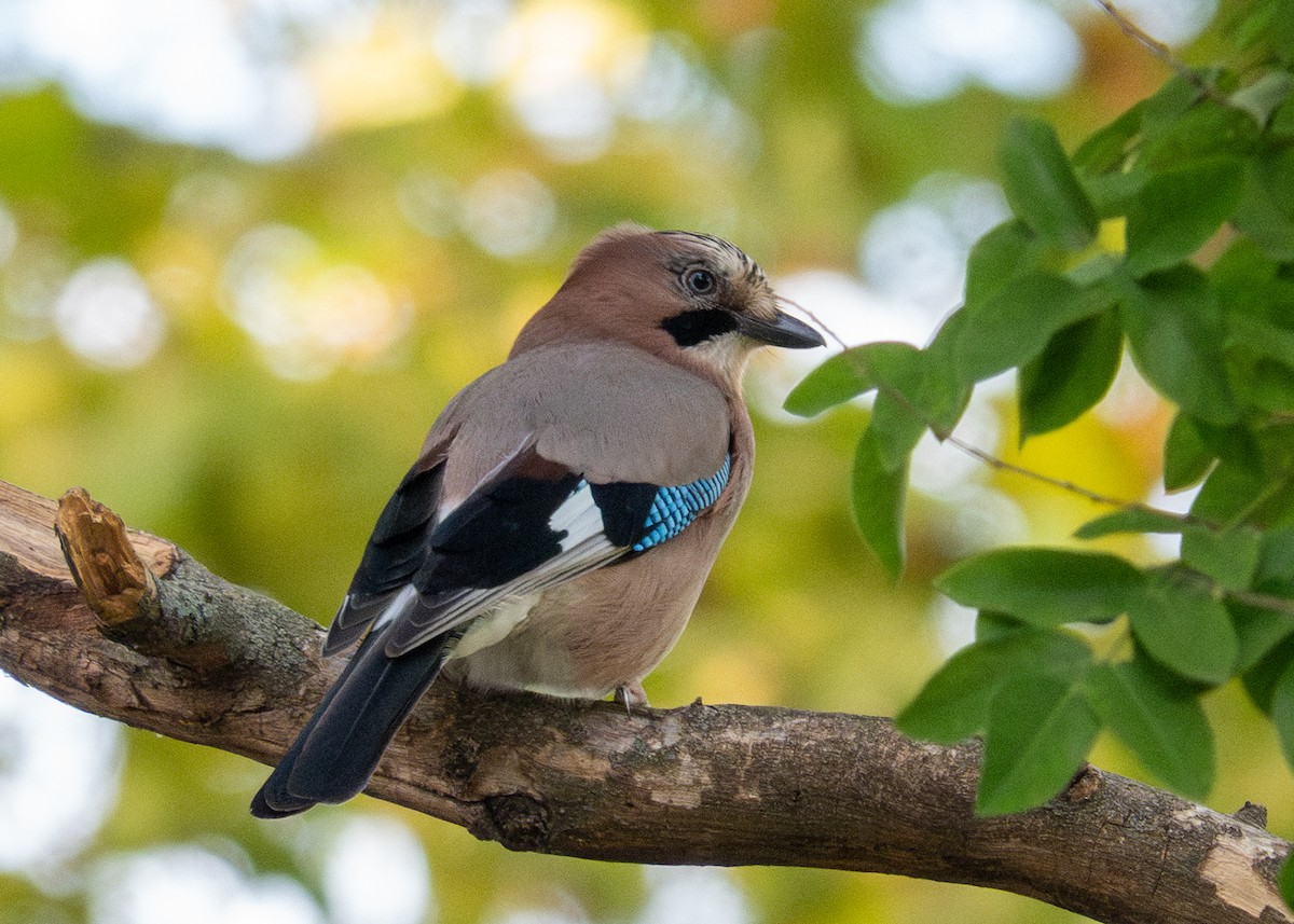 Eurasian Jay - ML642937502
