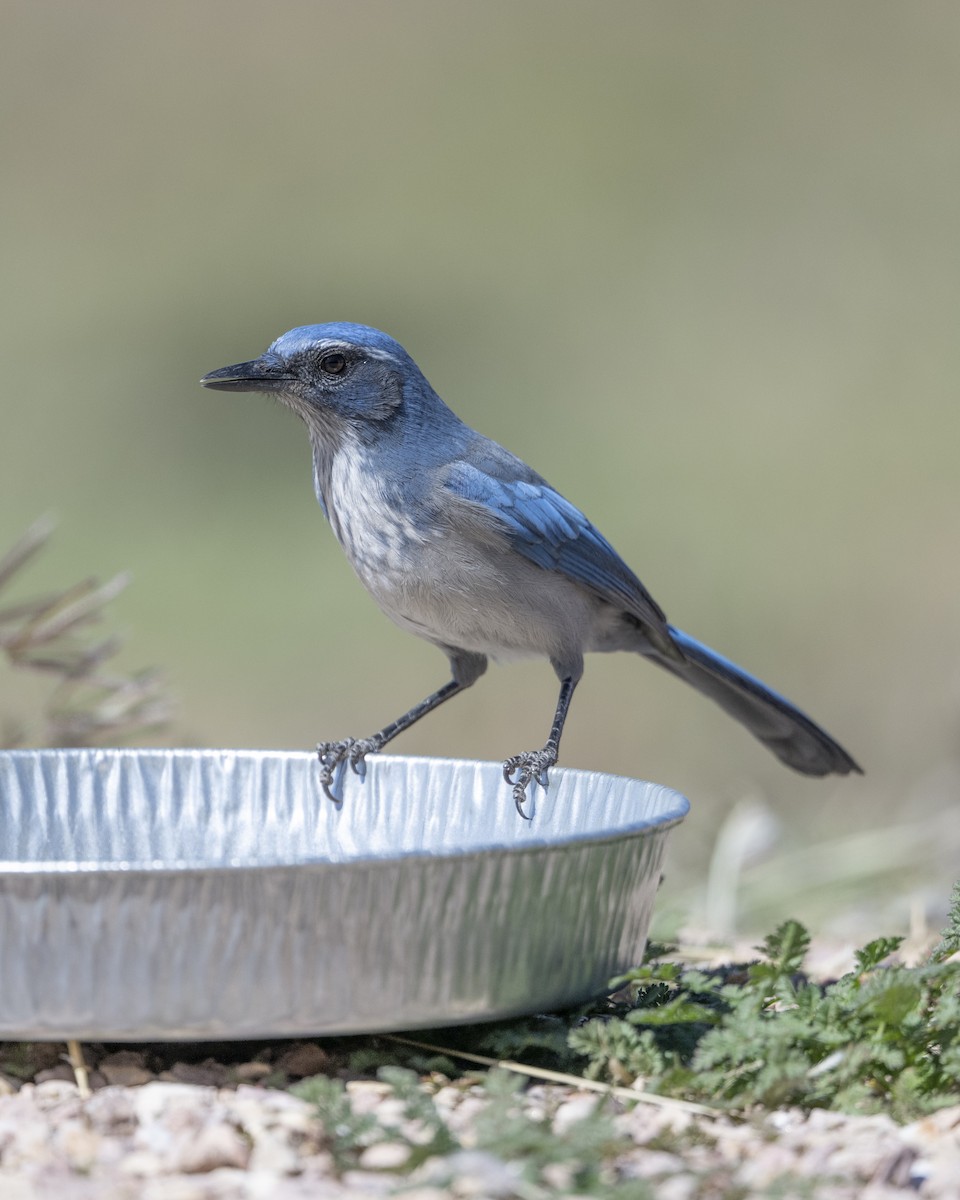 Woodhouse's Scrub-Jay - ML642937506