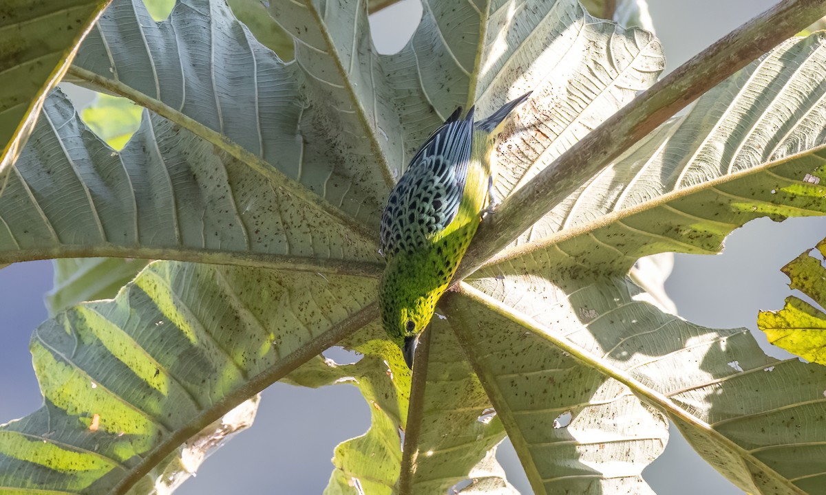 Yellow-bellied Tanager - ML642937509