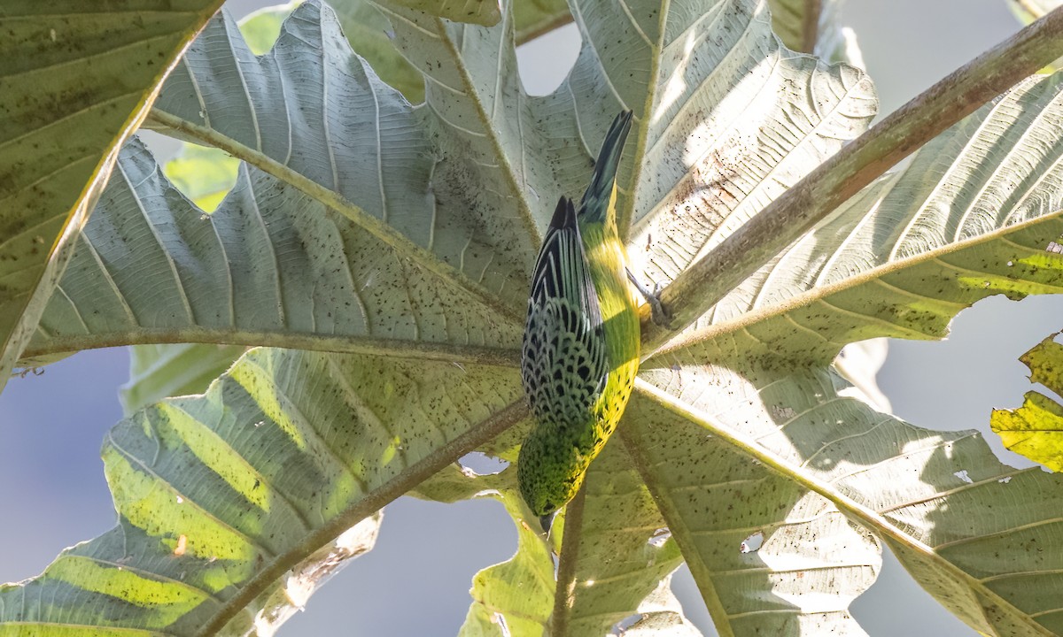 Yellow-bellied Tanager - ML642937510