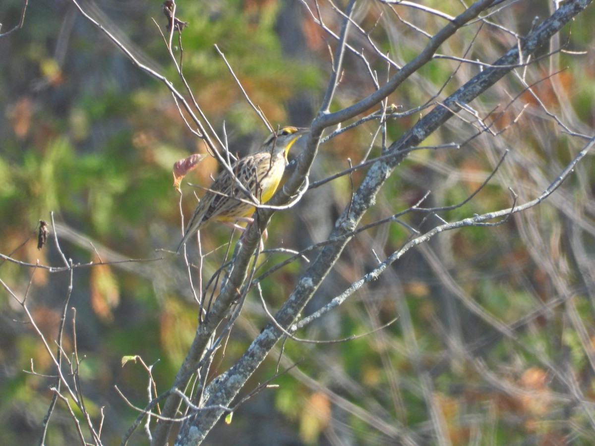 Eastern Meadowlark - ML642937522