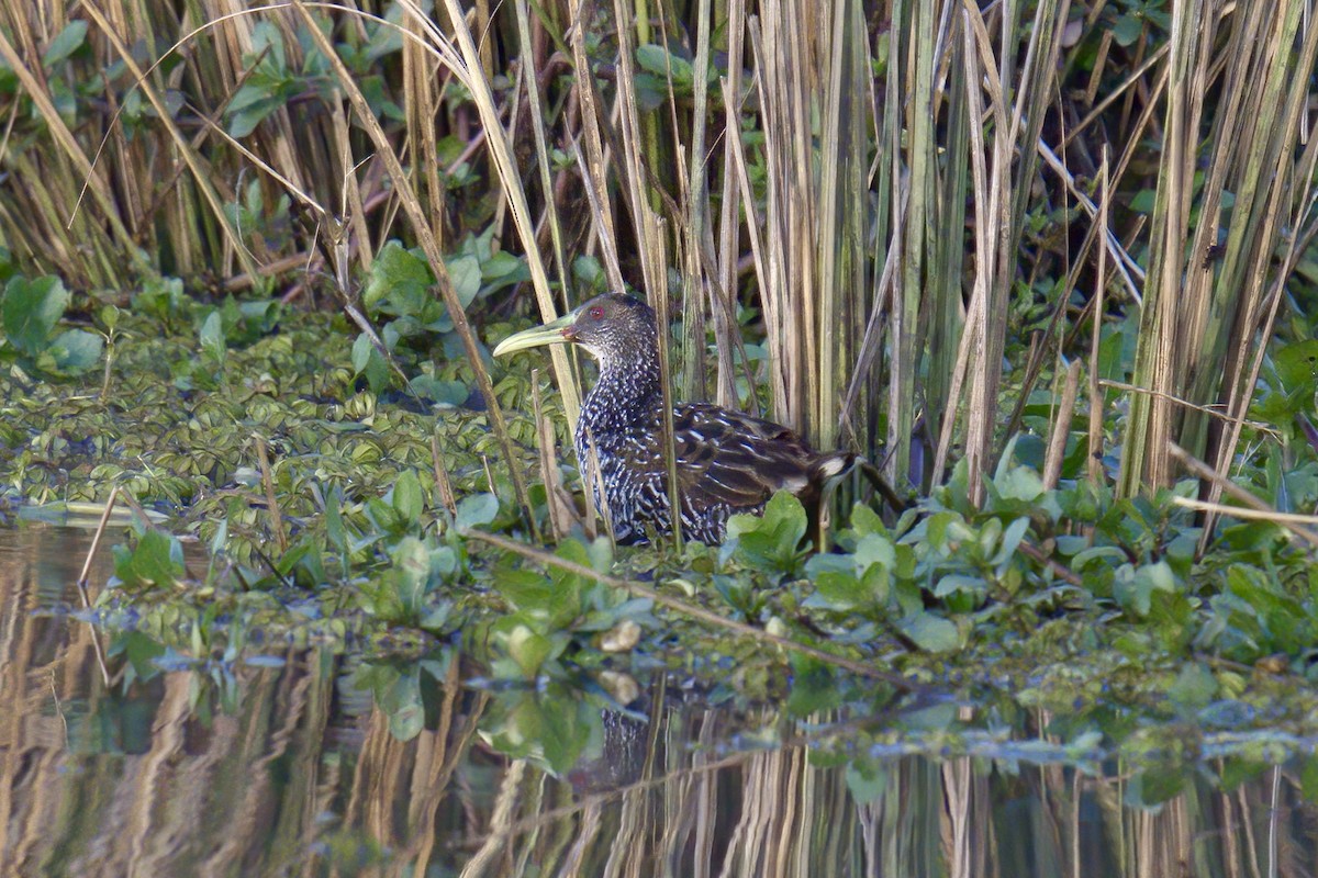 Spotted Rail - ML642937567