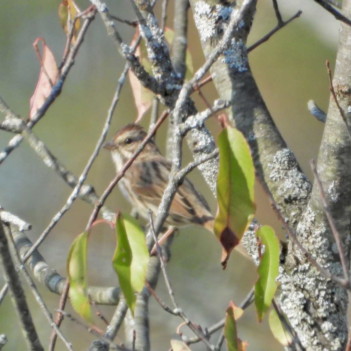 Song Sparrow - ML642937568
