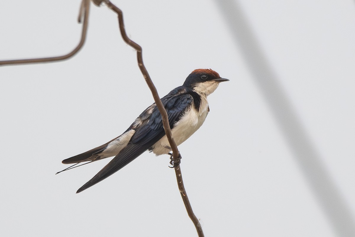 Golondrina Colilarga - ML642937607
