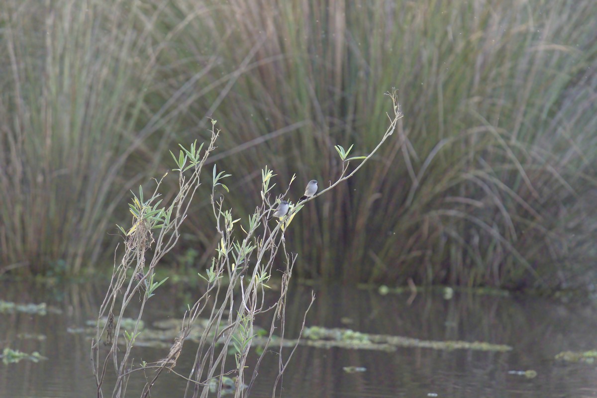 Sooty Tyrannulet - ML642937618