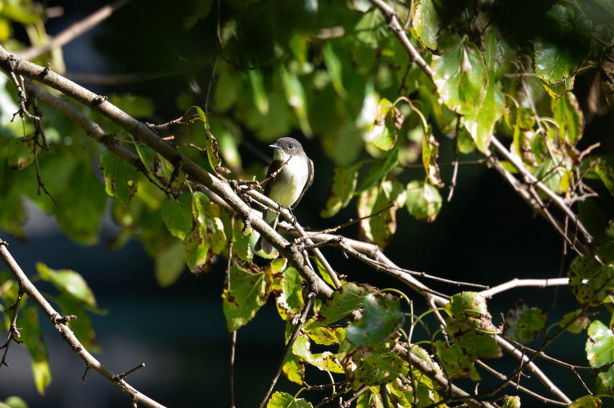 Eastern Phoebe - ML642937619