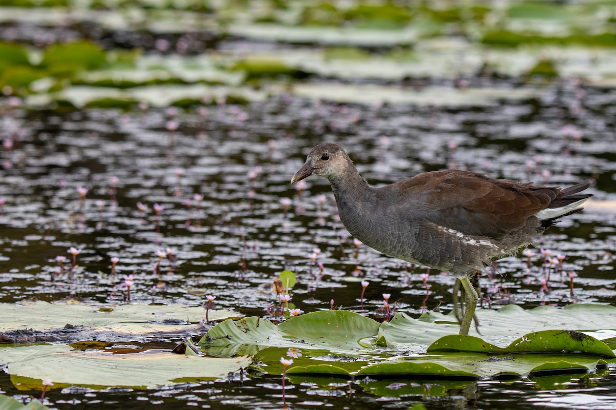 Common Gallinule - ML642937633