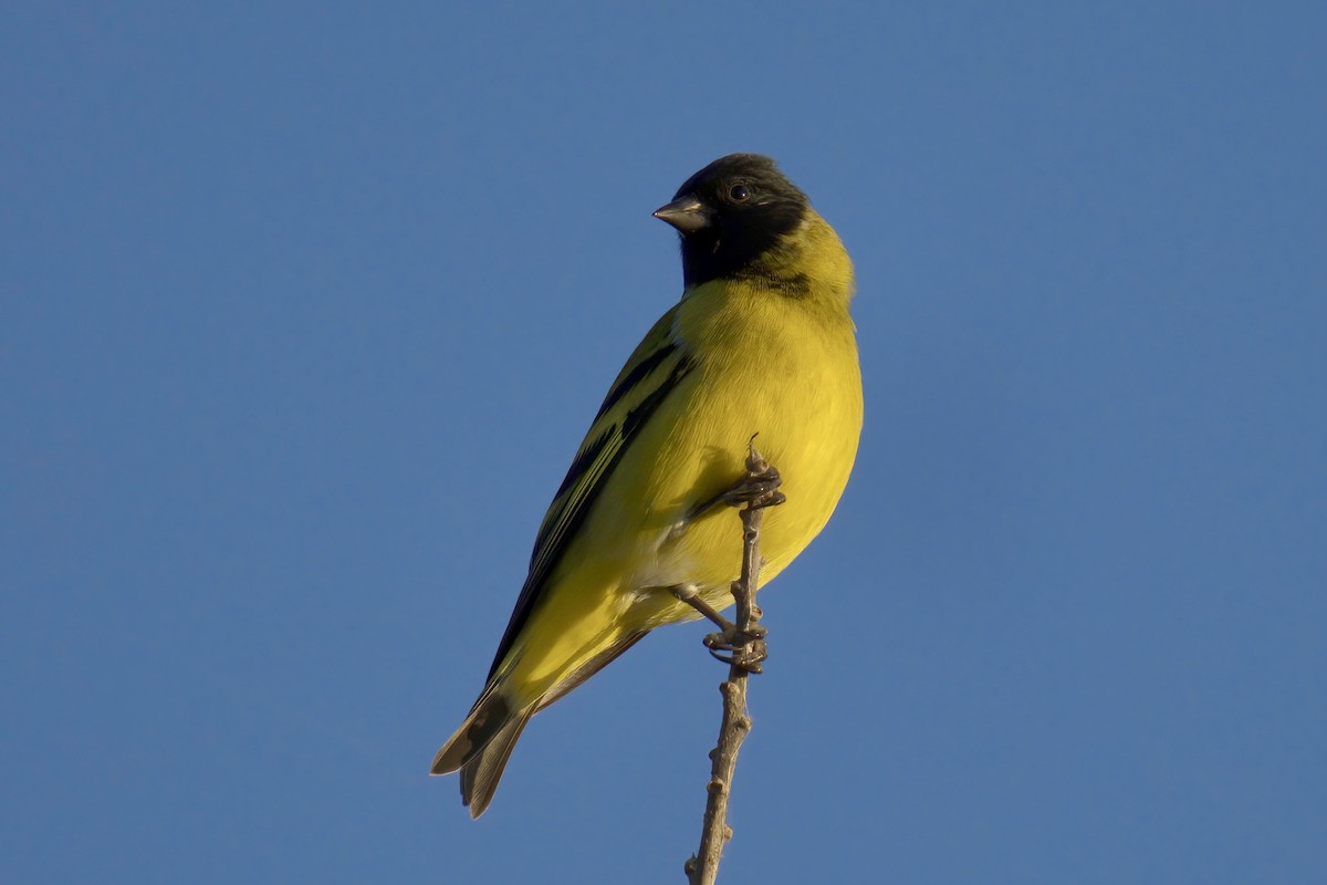Hooded Siskin - ML642937636