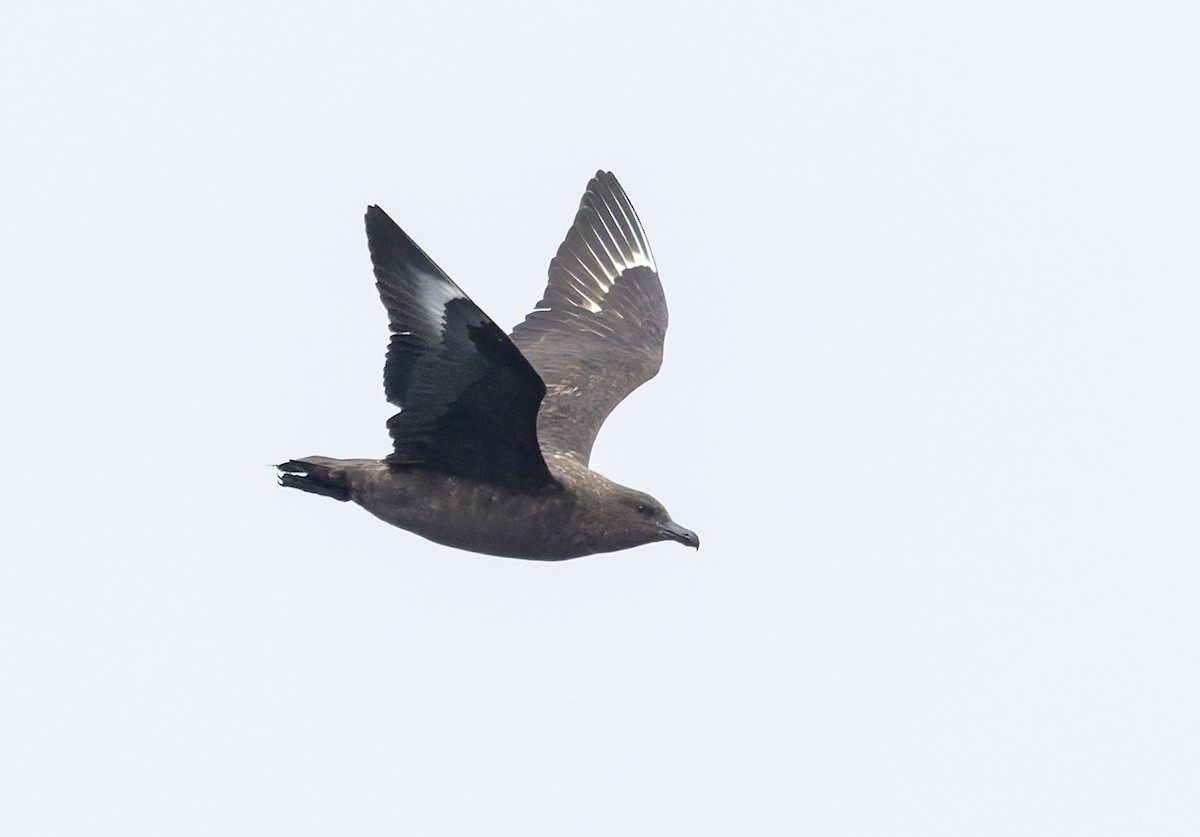 Brown Skua (Subantarctic) - ML642937637