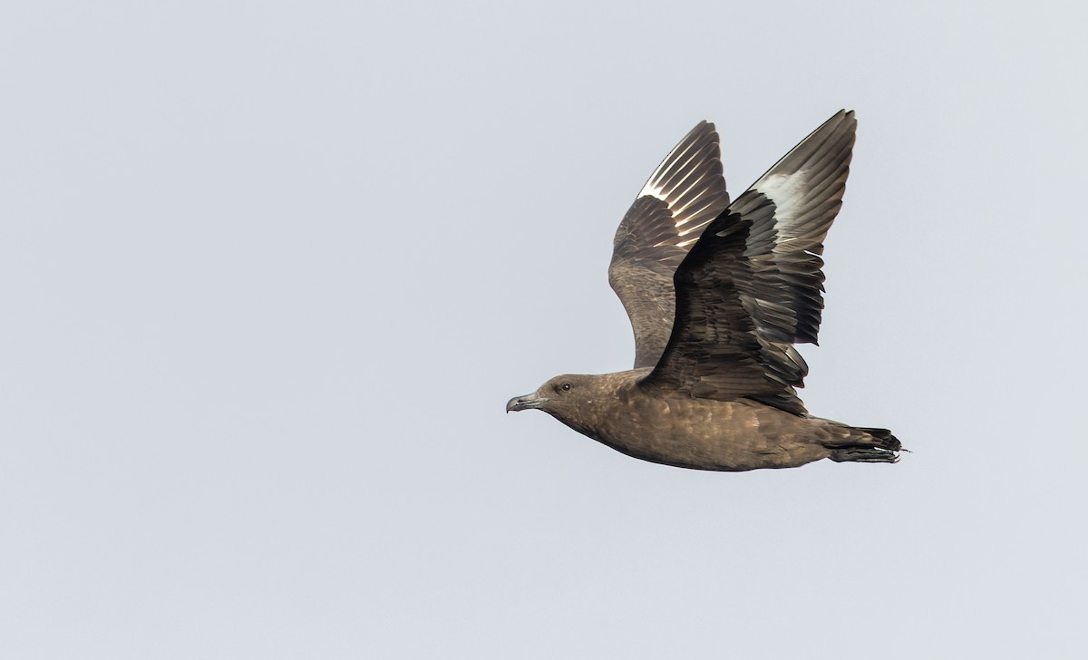 Brown Skua (Subantarctic) - ML642937638