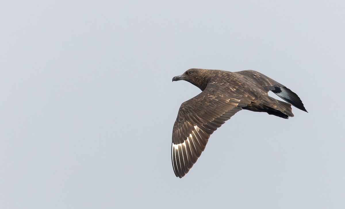 Brown Skua (Subantarctic) - ML642937639