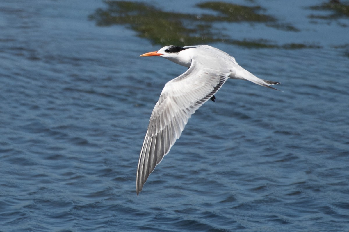 Elegant Tern - ML642937641