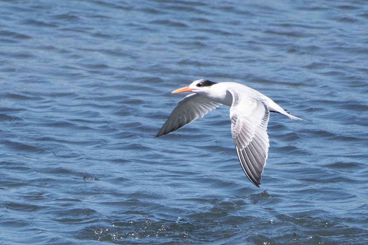 Elegant Tern - ML642937642