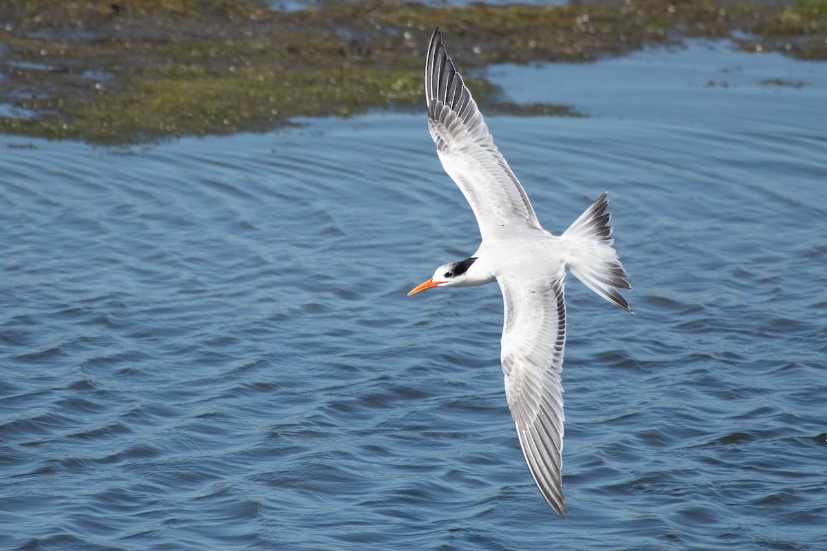 Elegant Tern - ML642937643