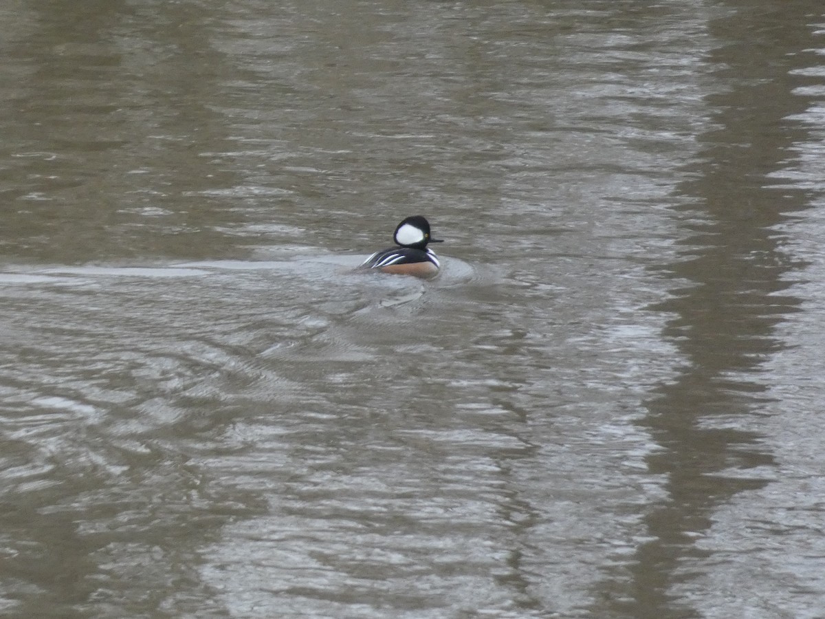 Hooded Merganser - ML642937652