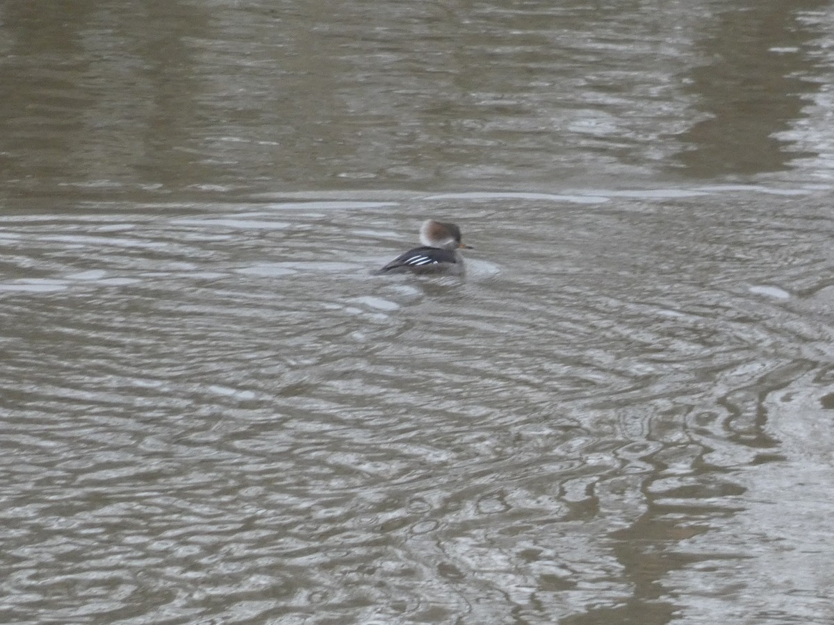 Hooded Merganser - ML642937660