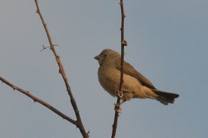 passerine sp. - ML642937668