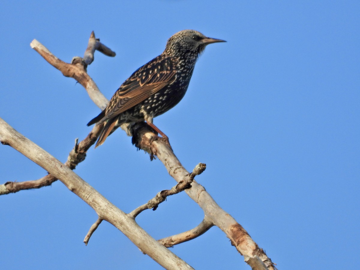 European Starling - ML642937676