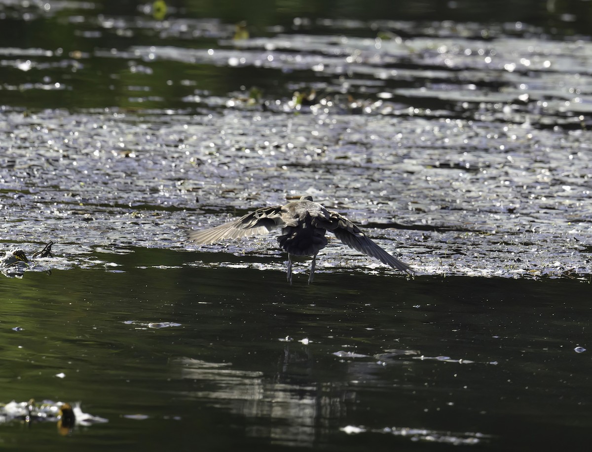 Common Gallinule - ML642937686