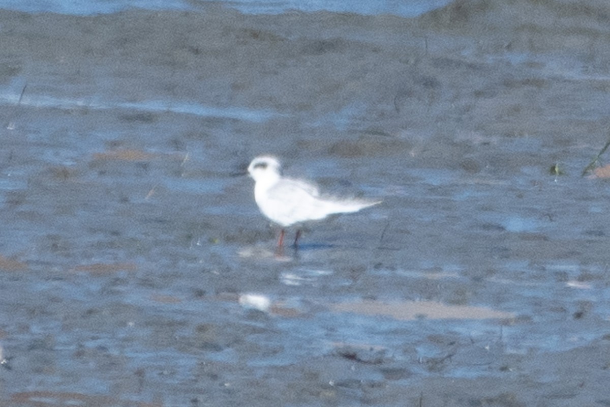 Forster's Tern - ML642937690