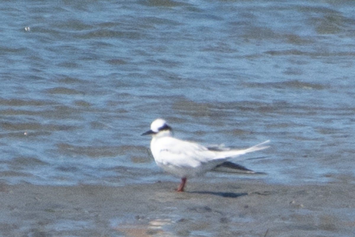 Forster's Tern - ML642937692